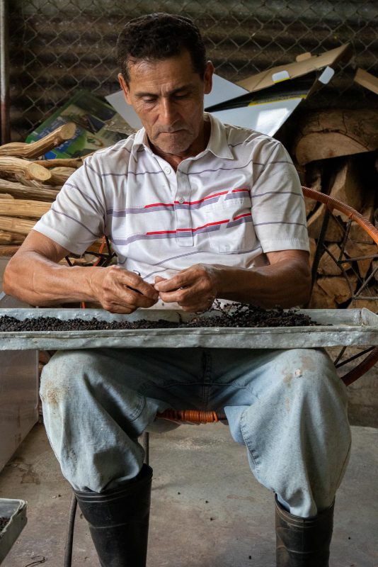 Preparing Black Pepper Corns