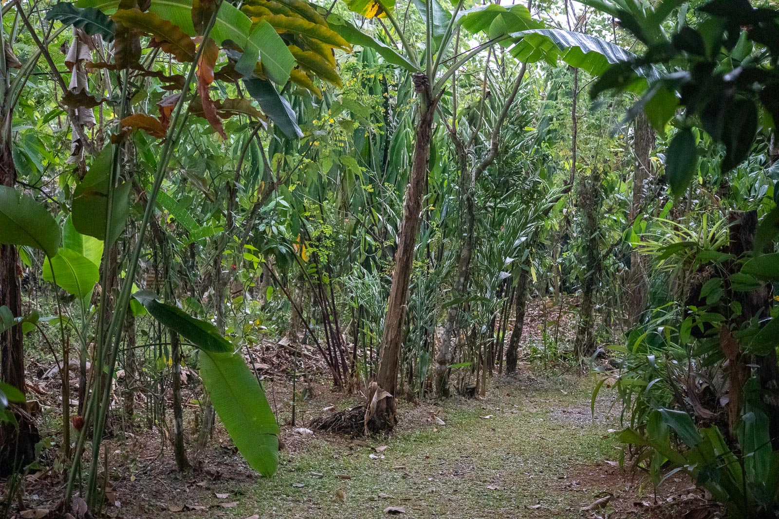 Villa Vanilla Plantation Trail