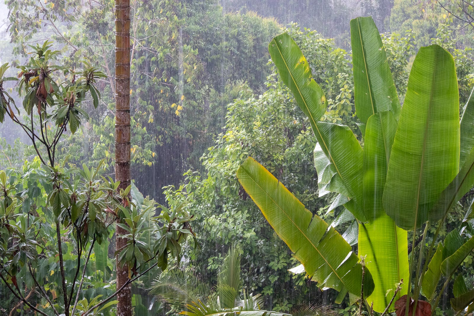 Rain Shower at the Costa Rican Spice Farm