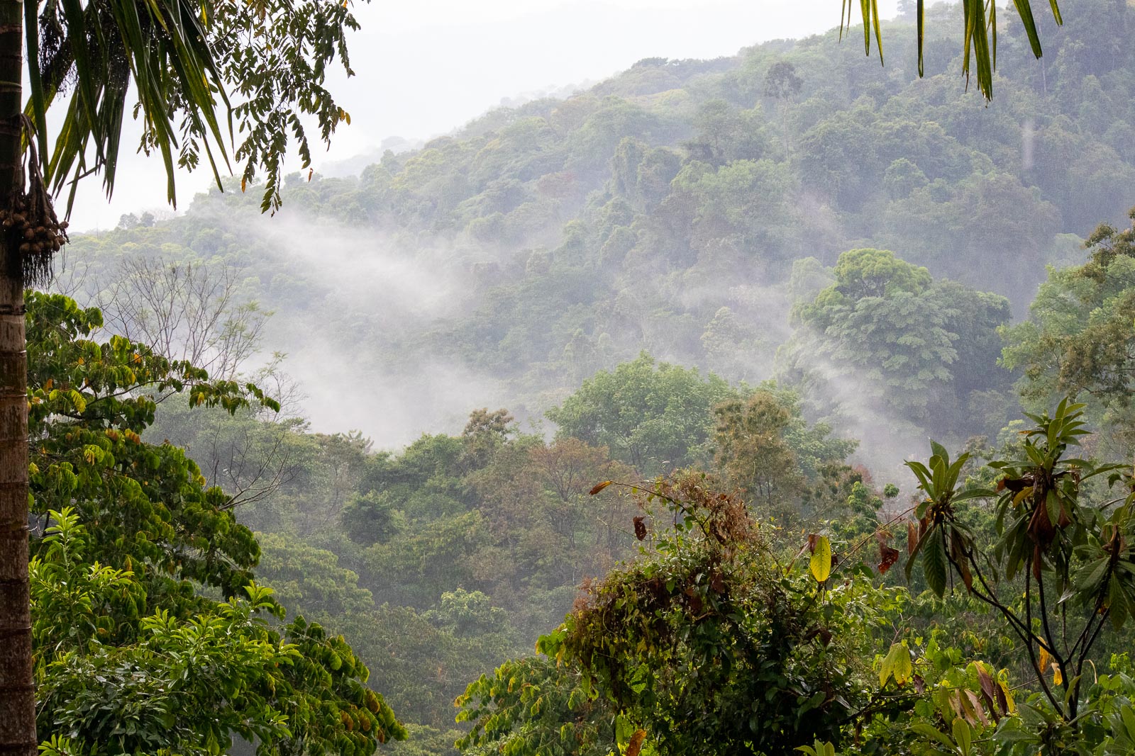 Cloud Forest After a Rainfall