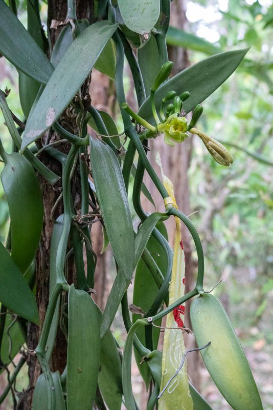 Vanilla Plant